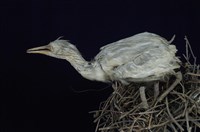 藏品(小白鷺)的圖片